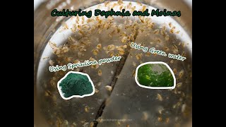 How To Culture Daphnia and Moinas using Green Water Spirulina powder [upl. by Elery]