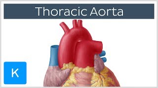 Thoracic Descending Aorta Anatomy amp Branches  Kenhub [upl. by Ilujna]