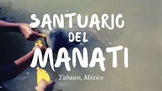 Santuario del MANATÍ en Tabasco [upl. by Llirret]