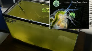 Raising Daphnia for the Freshwater Aquarium [upl. by Roots]