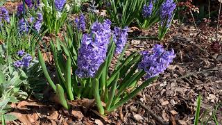 Hyacinth Plant Profile [upl. by Nima]