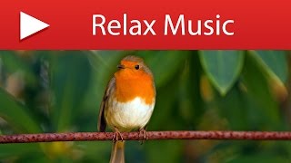 Feel the Nature  Birds singing  432Hz  Water Sounds  Meditation Music [upl. by Diahann268]