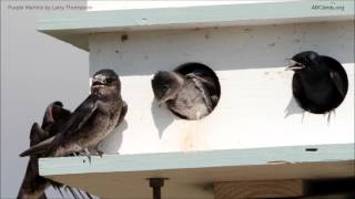 Purple Martin Calls [upl. by Daryle740]