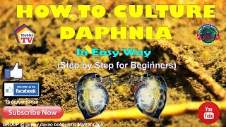 HOW TO CULTURE DAPHNIA In Easy Way [upl. by Zinn]