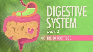 Digestive System Part 1 Crash Course Anatomy amp Physiology 33 [upl. by Zenobia530]