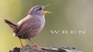 Wildlife Wednesday How to identify birds from their songs [upl. by Adnyleb]